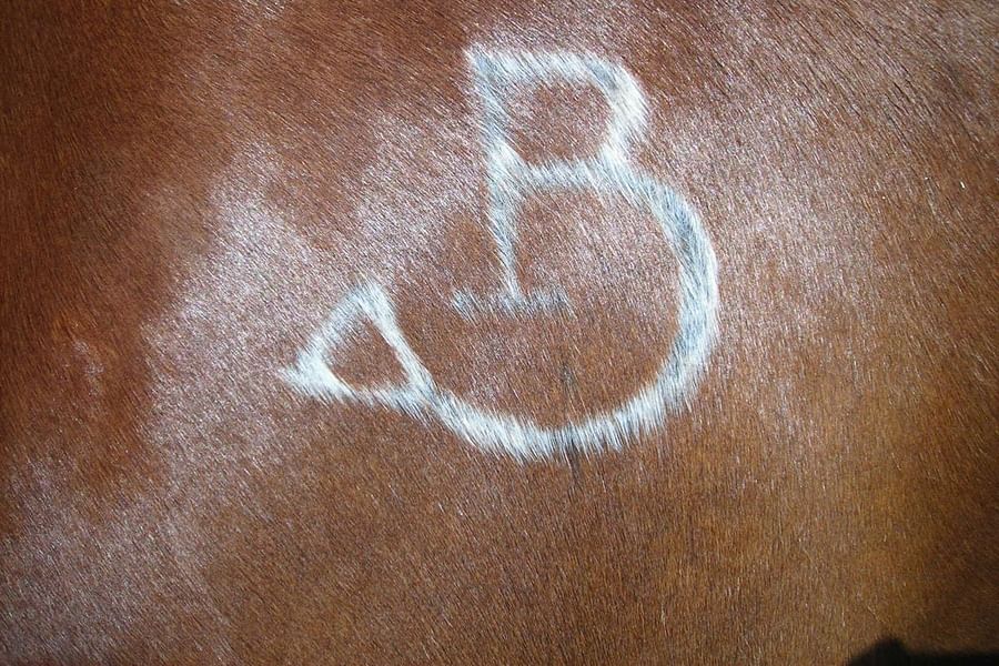 freeze branding livestock